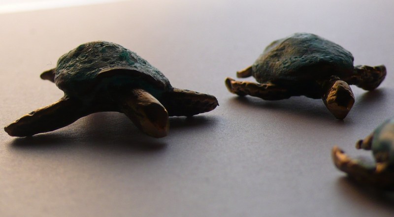 petites tortues